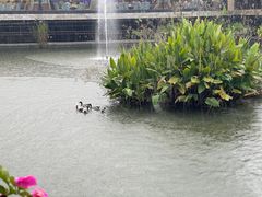 -小洲村