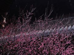 -慧因高丽寺