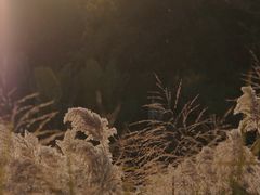 -福田红树林生态公园