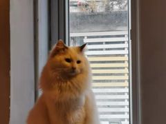-猫儿山۰猫主题餐厅