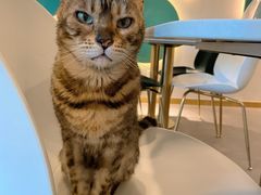 -飞行喵MR PILOT|猫舍·猫咖(静安大融城店)