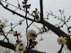 -秀丽东方