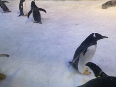 -芜湖新华联大白鲸海洋公园