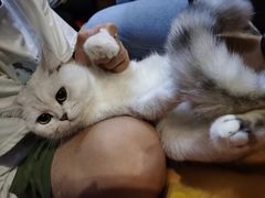 -猫尾侦探俱乐部·剧本杀·狼人杀