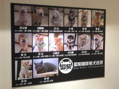 -逗柴咖啡屋·狗咖猫咖宠物桌游