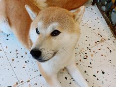 -喜柴咖啡·柴犬狗咖