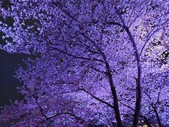 -西北湖绿化广场