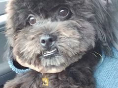 -佳百利宠物(荣乐中路115弄小区店)