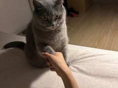 -纳吉亚猫专科动物医院博雅分院