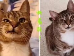 -美联众合动物医院·24h转诊中心