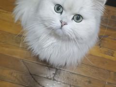 -糯米喵星人总部直营旗舰店·猫舍·幼猫出售