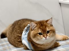 -小呆的宠物店·宠物售卖·宠物寄养(城西店)