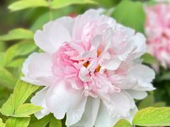 -洛阳市隋唐城遗址植物园
