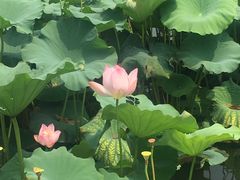 -荷塘月色湿地公园·向阳花洲
