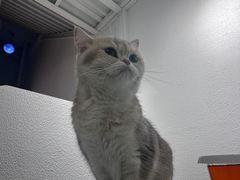 -琪喵猫屋·撸猫猫咖·猫舍