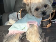 -读宠于你·约克夏比熊·睫角守宫·爬宠售卖(高新店)