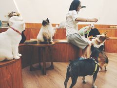 -有猫主题·治愈系猫咖(曾厝垵店)