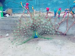 -泉州海丝野生动物世界