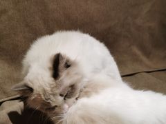 -猫和宫(六道口店)
