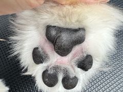 -comecome来吧宠物(奥克斯中心店)