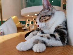 -飞行喵MR PILOT|猫舍·猫咖(静安大融城店)