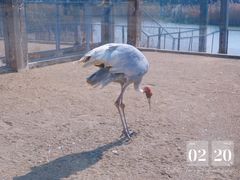 -盐城丹顶鹤湿地生态旅游区