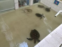 -广东惠东海龟国家级自然保护区
