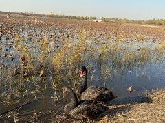 -天津东丽湖风景区