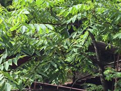 -藏龙百瀑风景区