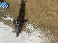 -姥家大锅台水库渔家