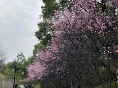 -八大山人梅湖景区