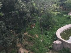 -石家庄市动物园