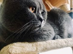 -Meowの猫咖(万家丽店)