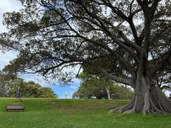-麦考利夫人座椅