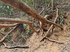 -黄埔油麻山森林公园