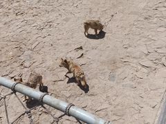 -西霞口神雕山野生动物世界