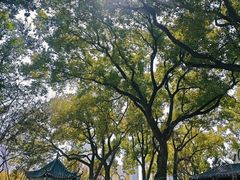 -月湖风景区