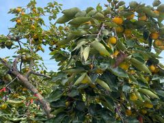 -丫丫蟹庄·苏式园林农家乐·阳澄湖大闸蟹(阳澄湖莲花岛店)