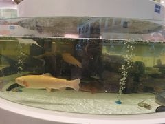-上海白金汉爵大酒店(大零号湾国际会议中心店)