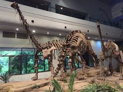 -自贡恐龙博物馆