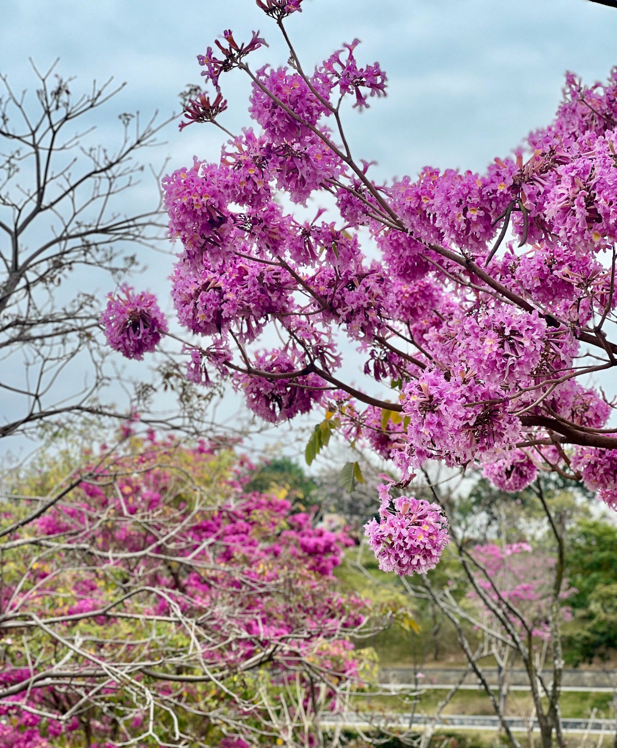公园里有开得灿烂的花树