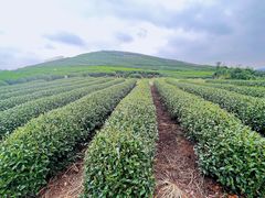 -龙坞茶村