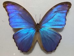 -上海昆虫博物馆