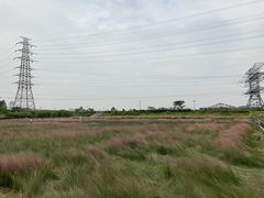 -王借岗森林公园