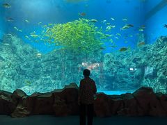 -芜湖新华联大白鲸海洋公园
