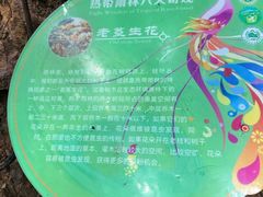 -西双版纳原始森林公园