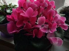 -本溪路花鸟市场(江浦路1709弄小区店)