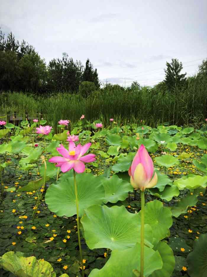 翠湖湿地公园-"很难约到的一家湿地公园,去前一定要先在其.