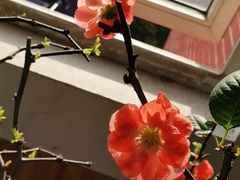 -巴黎贝甜(龙之梦购物中心虹口店)