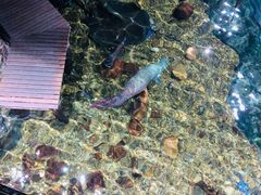 -暹罗海洋世界